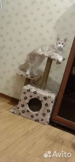 Кот мейн-кун вязка