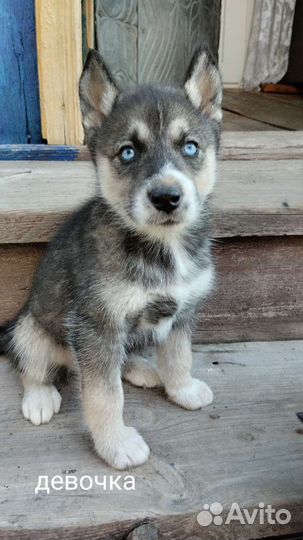 Щенки хаски