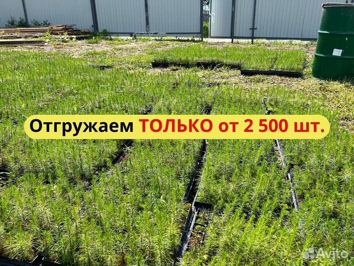 Саженцы ели европейской окс от производителя