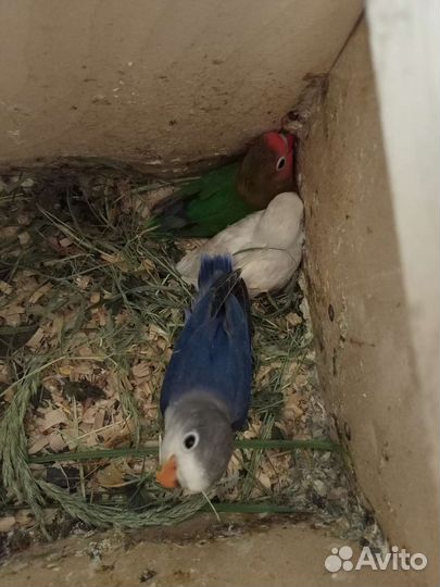 Попугай неразлучник, птенец