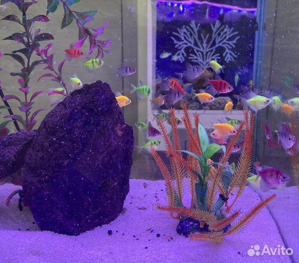 Аквариумные рыбки