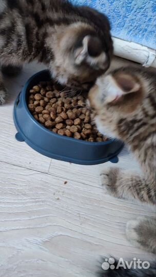 Вислоухие котята в добрые руки