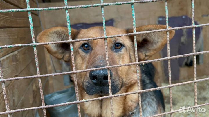Приют Некрасовка, собаки в добрые руки