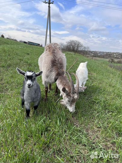 Коза дойная с козлятами