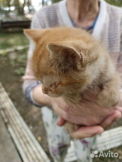 Кошка в дар