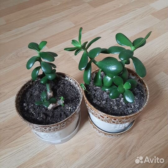 Денежное дерево/толстянка