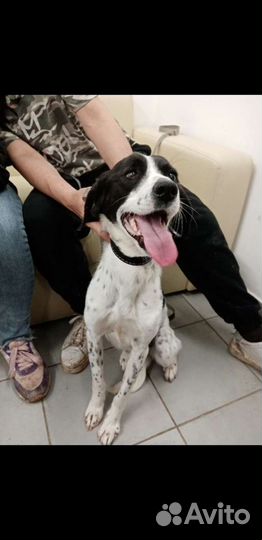 Собака в добрые руки