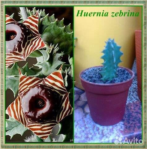 Суккуленты