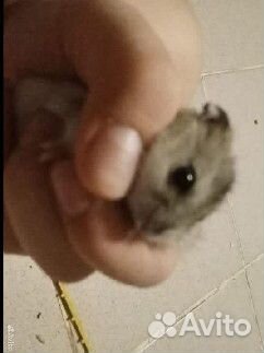 Джунгарский хомяк