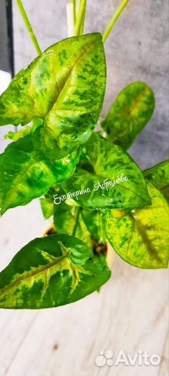 Сингониум Кристмас Клон