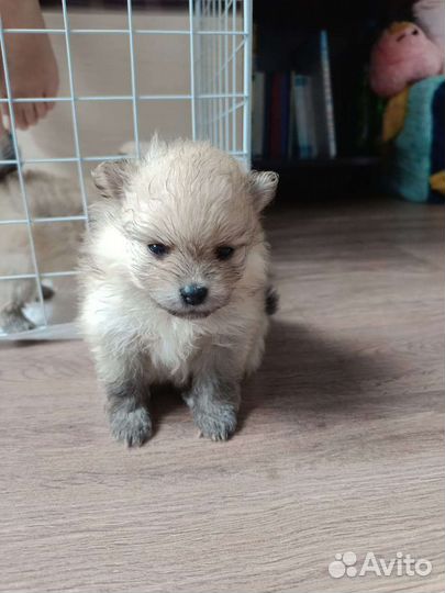 Померанский шпиц