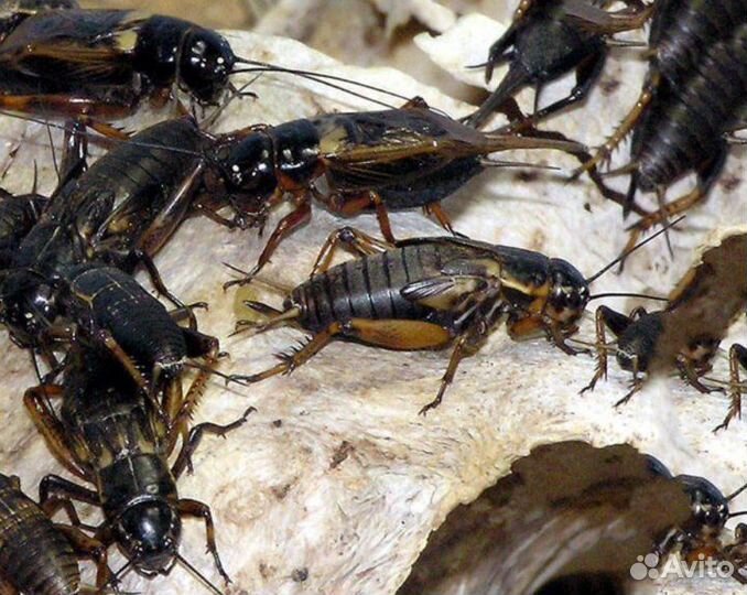 Сверчки заморозка