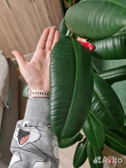 Фикус каучуконосный большой