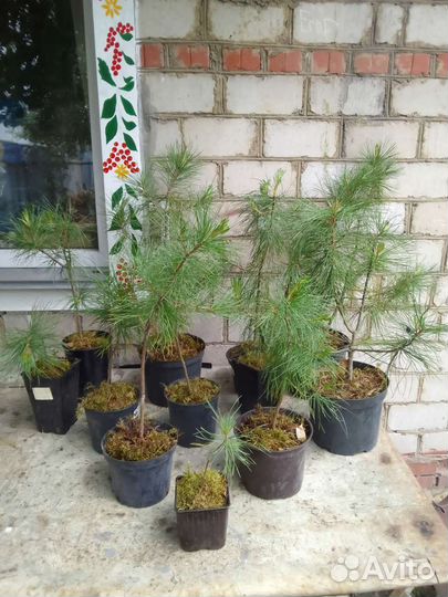 Кедр сибирский