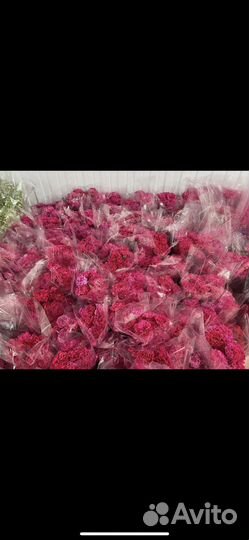 Гвоздика оптом