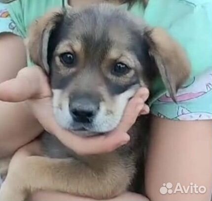 Собаке нужен дом