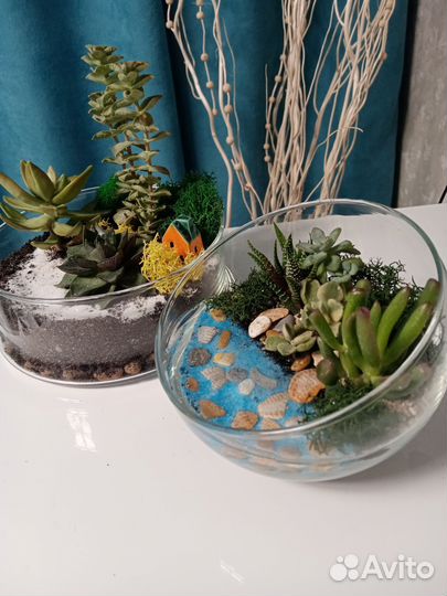 Флорариумс живыми растениями