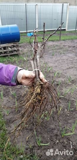 Саженцы винограда