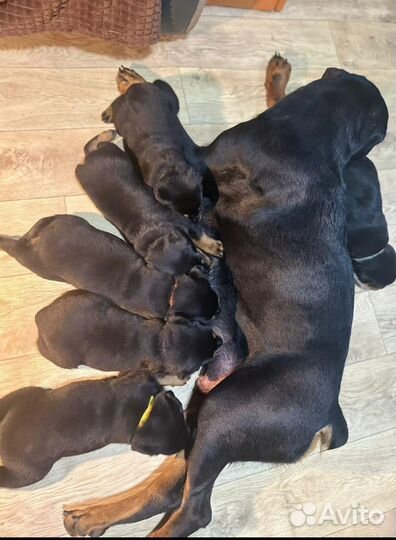 Щенки ротвейлера