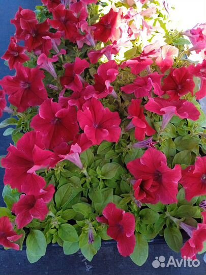 Цветочноя рассада