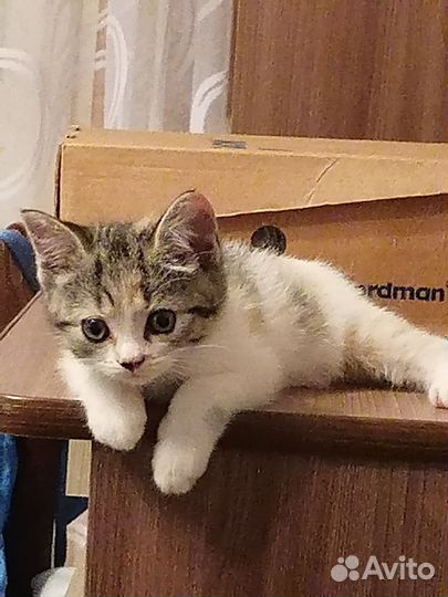 Шотландская кошечка