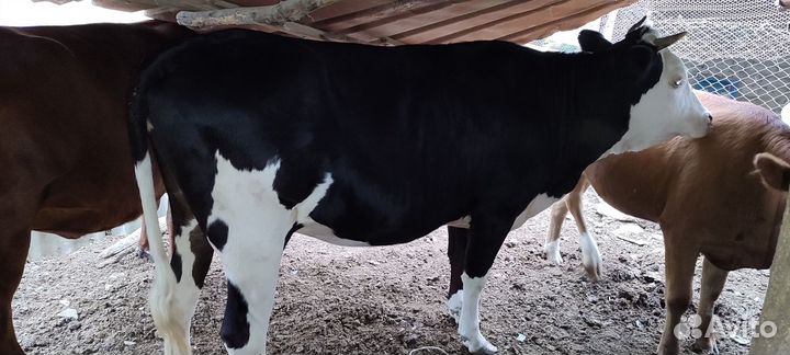 Корова и телки