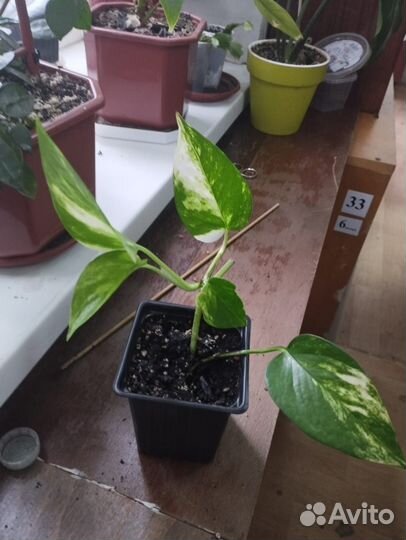 Сциндапсус