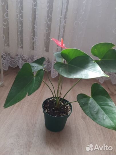 Комнатные растения