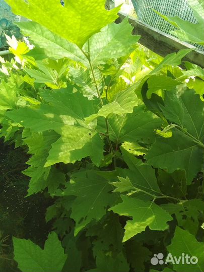 Платан кленолистный