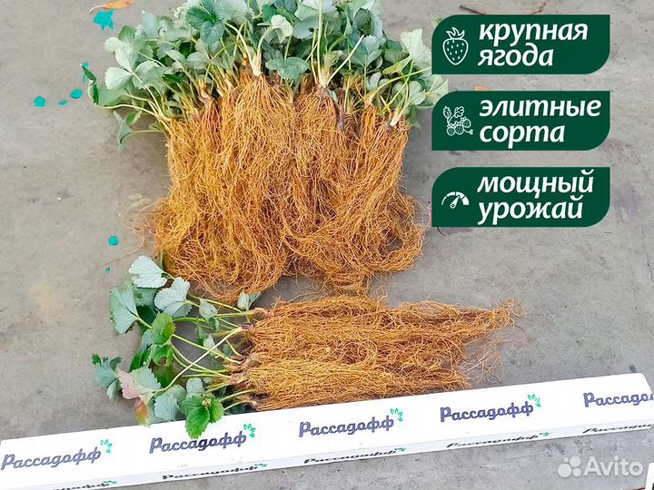 Рассада клубники. Опт от 64 шт