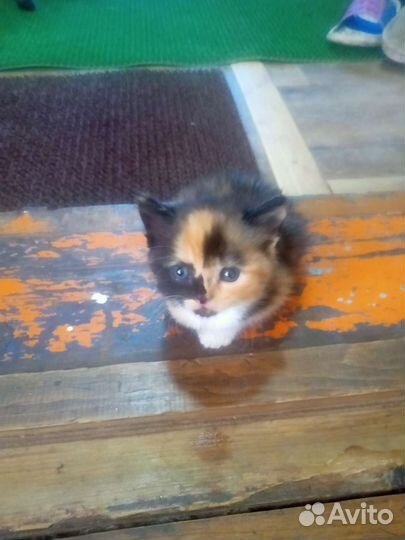 Кошечка в добрые руки