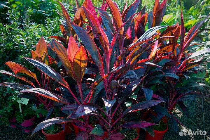 Кордилина верхушечная