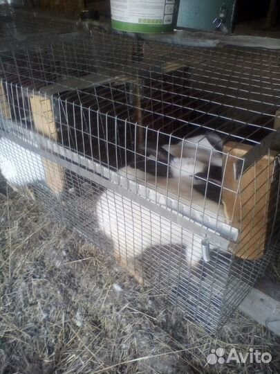 Калифорнийские кролики