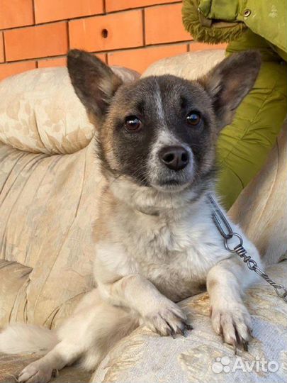 Молодая собачка в добрые руки небольшой породы