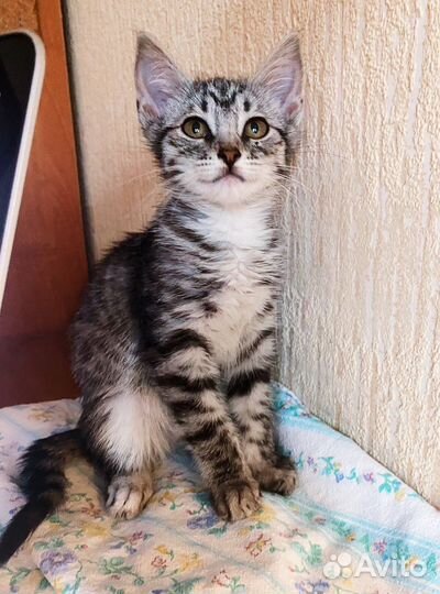 Котёнок волчёнок добрая девочка 2,5 мес