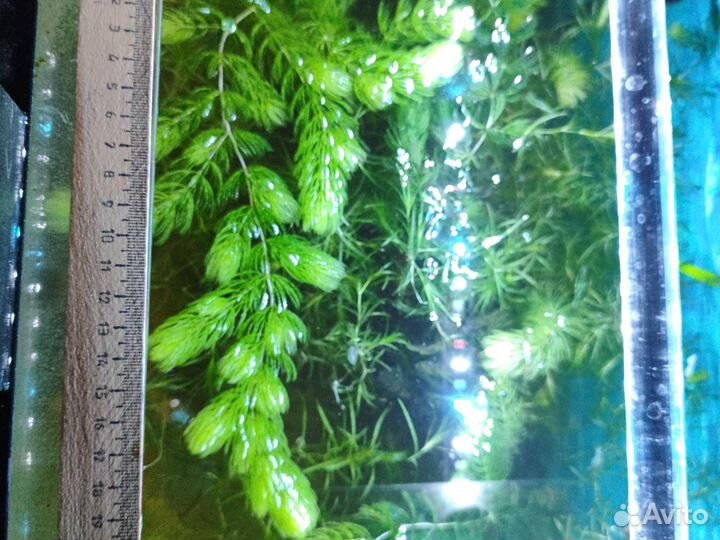 Аквариумные растения