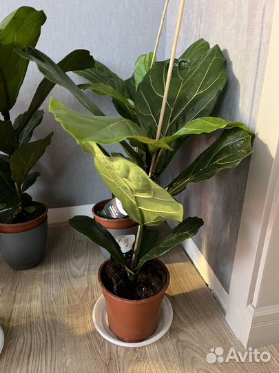 Фикус лировидный Лирата