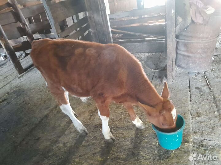 Бычки и быки