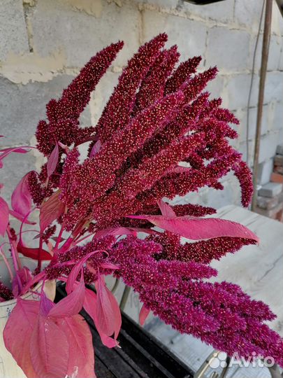 Семена амаранта декоративного