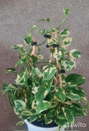 Сциндапсус (Эпипремнум) Н-Джой (Scindapsus N'Joy)