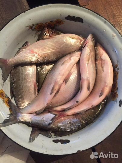 Рыба Пелядь ангарская