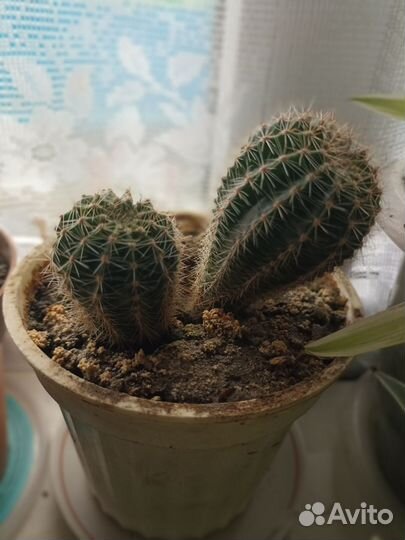 Кактусы и суккуленты