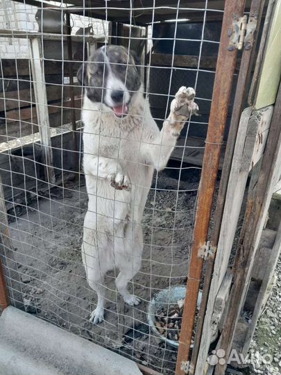 Собака порода Алабай,8 месяцев,девочка