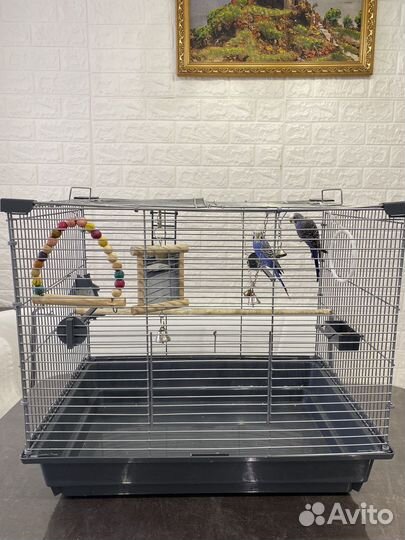 Волнистые попугаи с клеткой