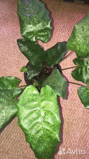 Калатеи и маранты