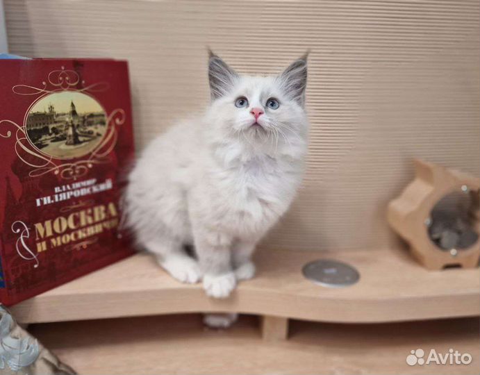 Сибирская кошка