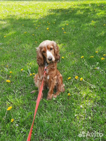 Вязка английский кокер спаниель