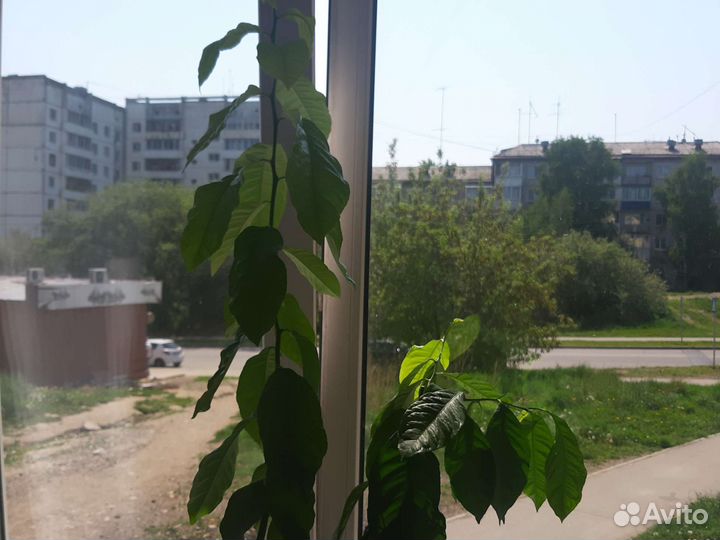 Лимонное дерево