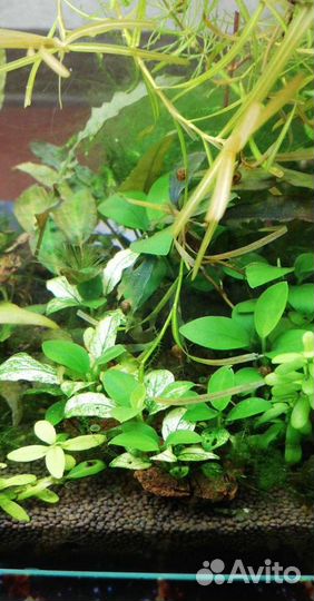 Растения в аквариум