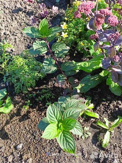 Укорененные черенки Гортензия Самарская Лидия